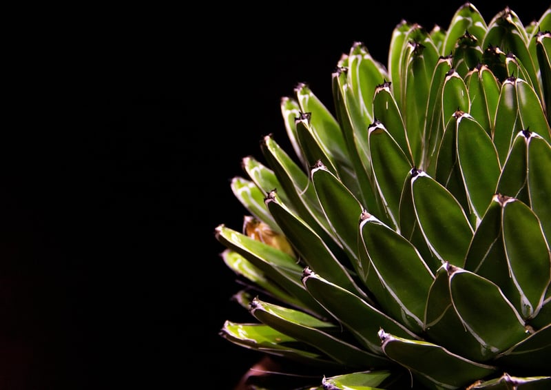 Succulent Accents